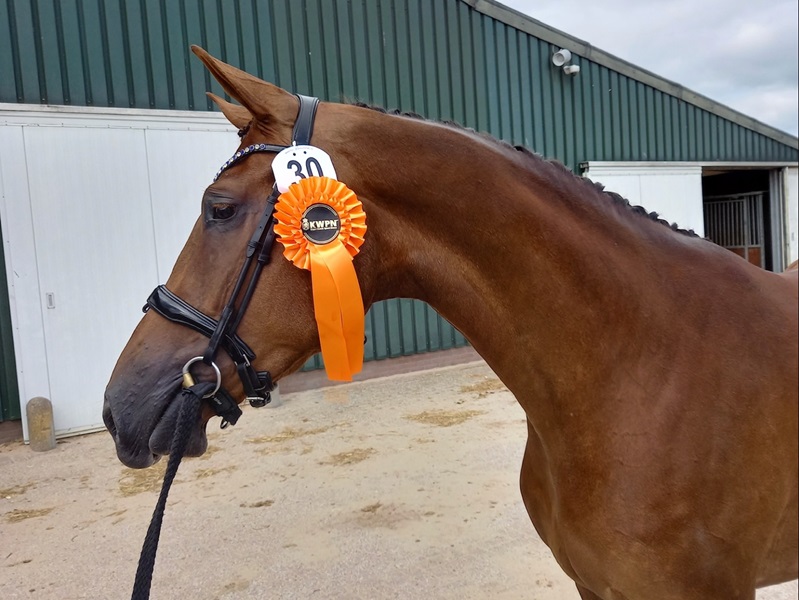 KWPN Horses for Sale