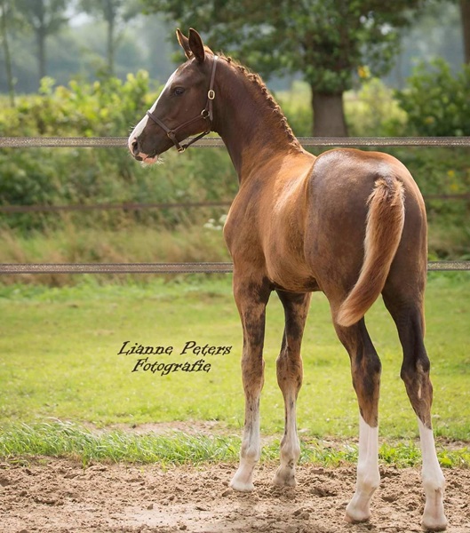 KWPN Horses for Sale