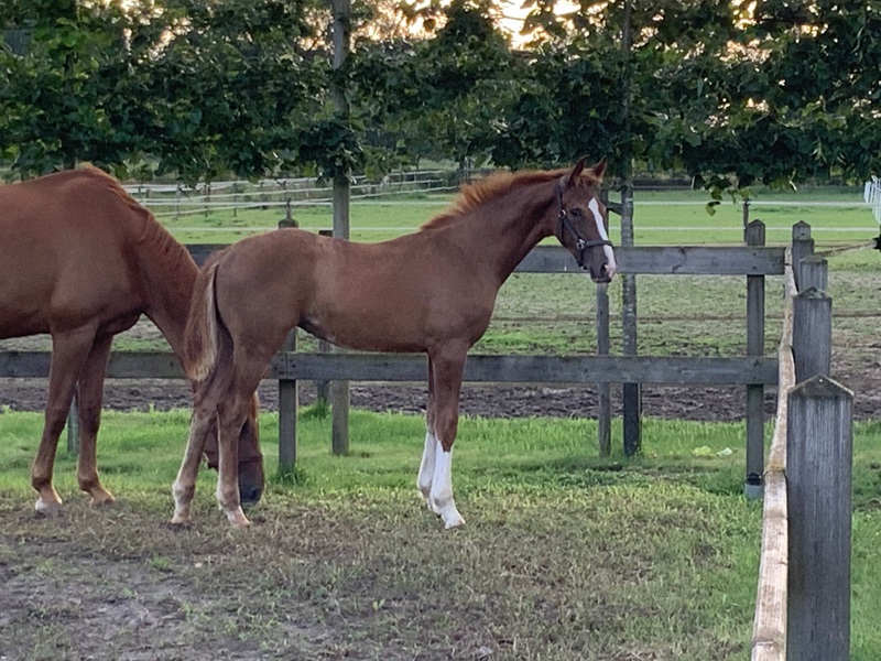KWPN Horses for Sale