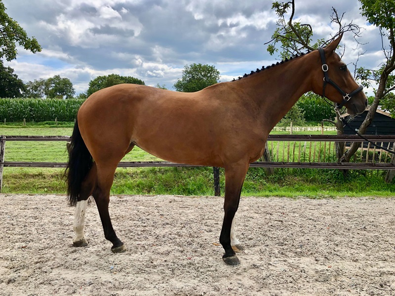 KWPN Horses for Sale