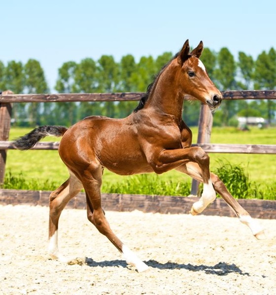 KWPN Horses for Sale