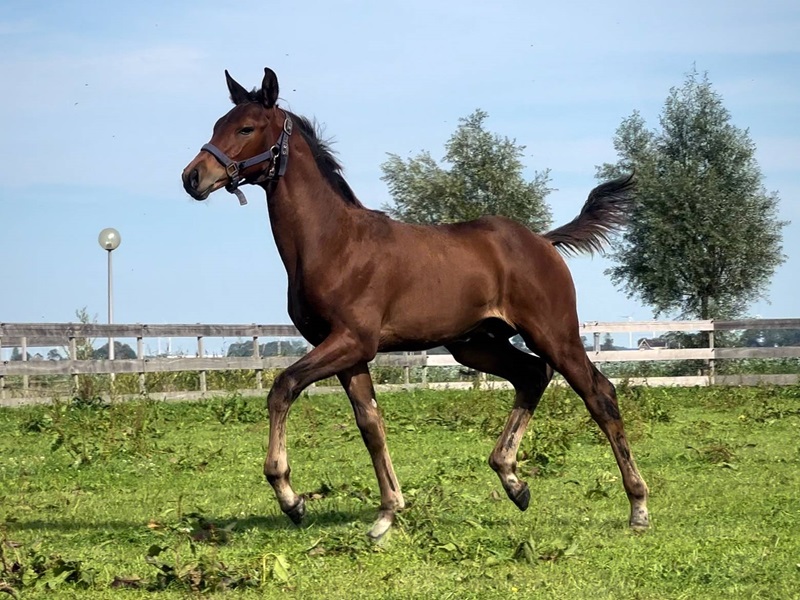 KWPN Horses for Sale