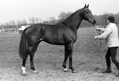 SIT THIS ONE OUT, 1983