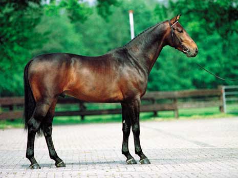 HOLD UP PREMIER, 1995