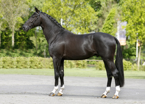 BODYGUARD MOORLAND, 2006