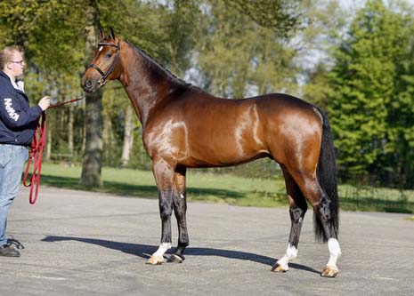 CHELLO III VDL, 2005