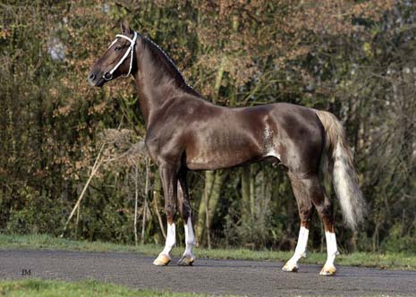 MOROCCO FIELD MARSHALL, 2000