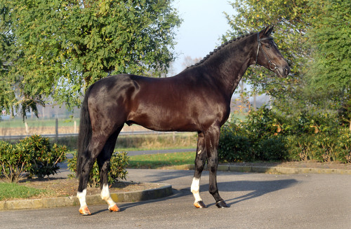 DARK PRESIDENT D&R, 2008