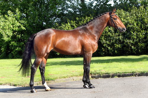 DEN HAM BLUE R, 2008