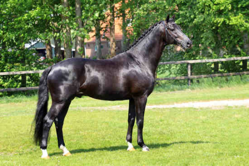 FOUR LEGENDS KS, 2010