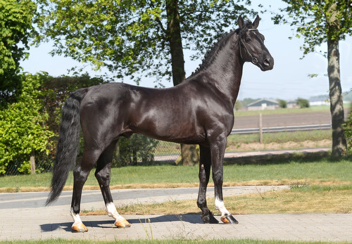 WENTWORTH EBONY, 2002