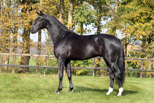 GRAND GALAXY WIN, 2011