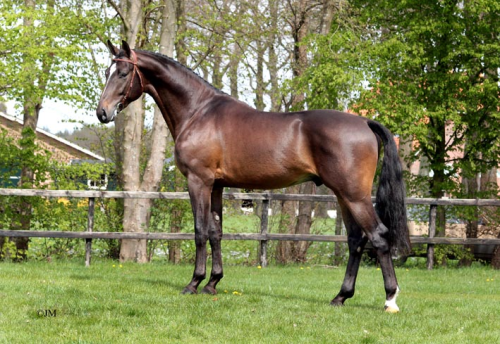 HIGH SHUTTERFLY, 2012