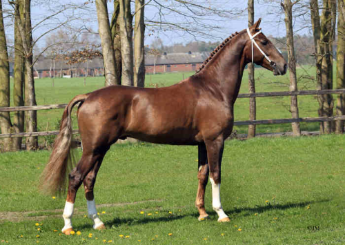 HELIOTROOP VDM, 2012