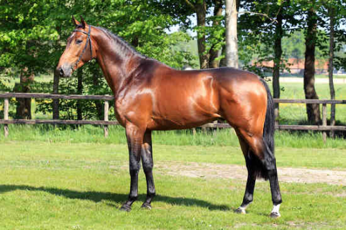 INSPIRATION VDL, 2013