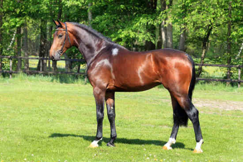 IMPRESSIVE VDL, 2013