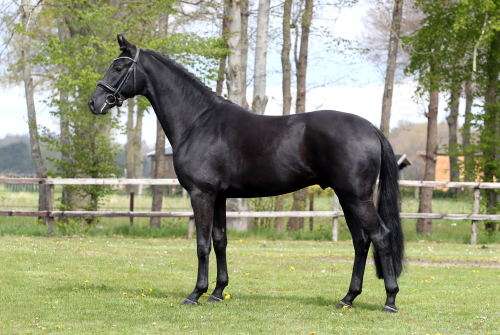 NEXT ROMANCIER, 2018