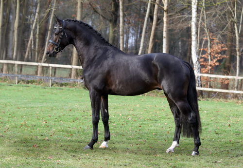 NOBLE PRINCE NOREL, 2018