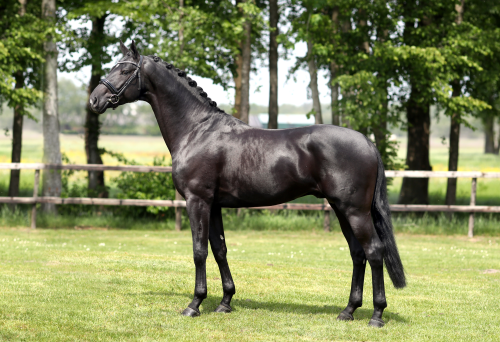 TOTO'S DESIGN US, 2016