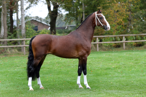 REALIST VAN ALTRIDO, 2021