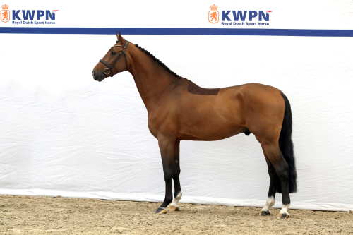 RAVELLO VAN DE HAGENHORST, 2021