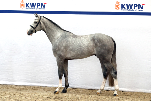 SIXTH SENSE HBC , 2022